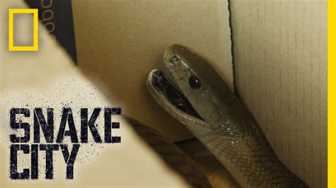 snake in a box youtube